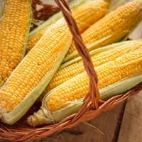 Продам семена кукурузы: Брусница, Попкорн, Ароматная,Деликатесная