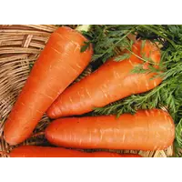 Продам семена моркови Шантане Ред